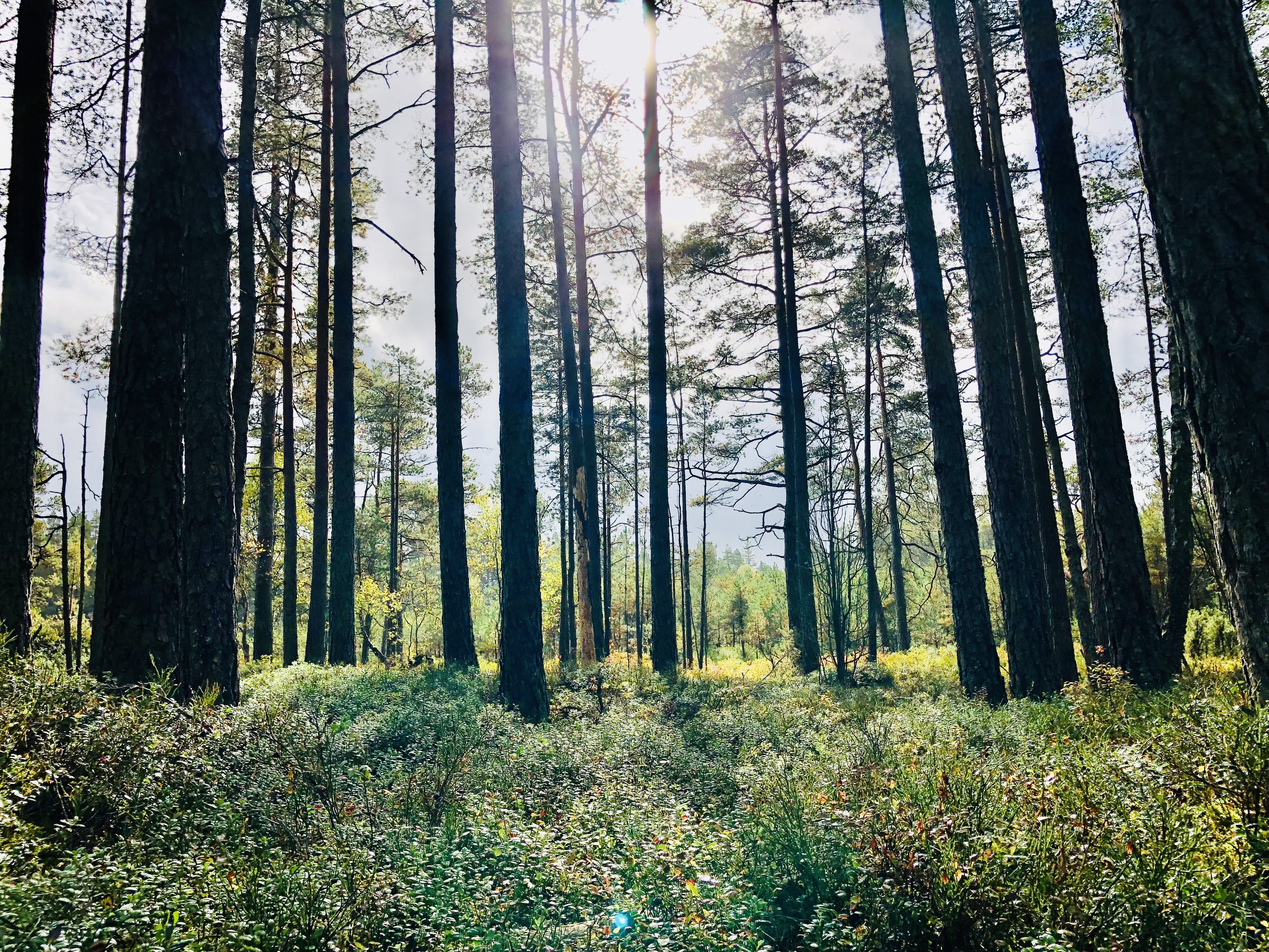 background image -  New Hope Familienstudio - Tornesch - Kreis Pinneberg